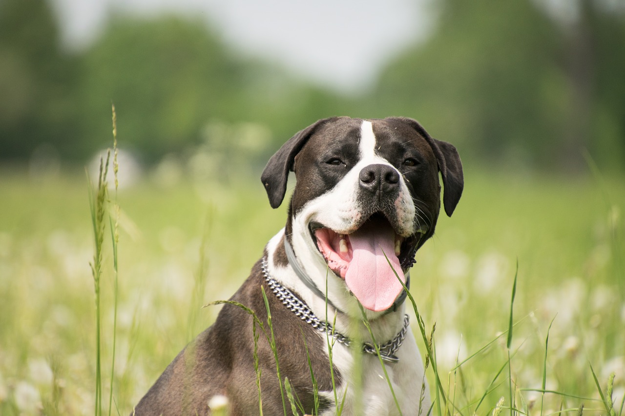 Fehler bei der Hundeerziehung Hund loben Timing - Fehler bei der Hundeerziehung