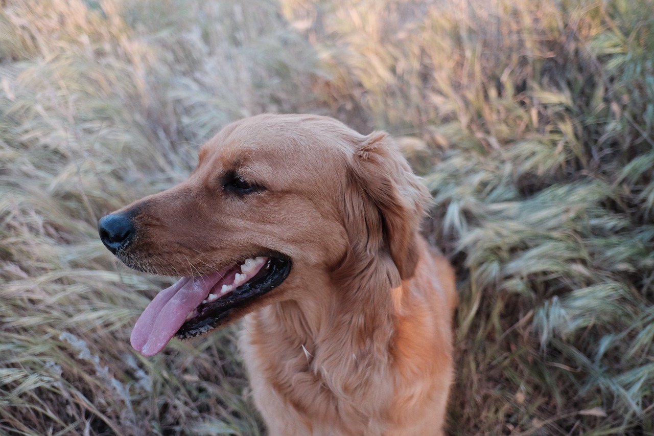 Fehler bei der Hundeerziehung Kommandos für Hunde - Fehler bei der Hundeerziehung