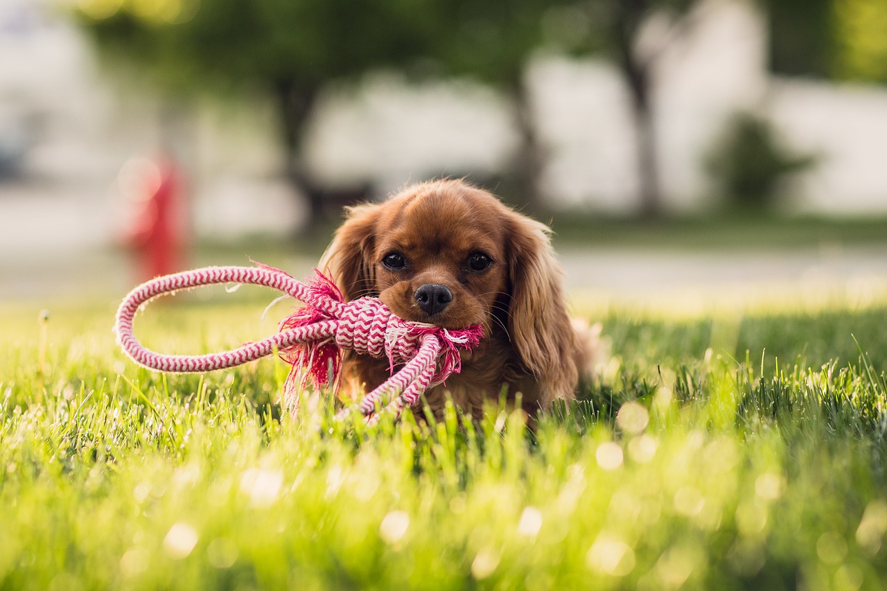 Richtige Hundeerziehung Bindung zum Hund - Richtige Hundeerziehung