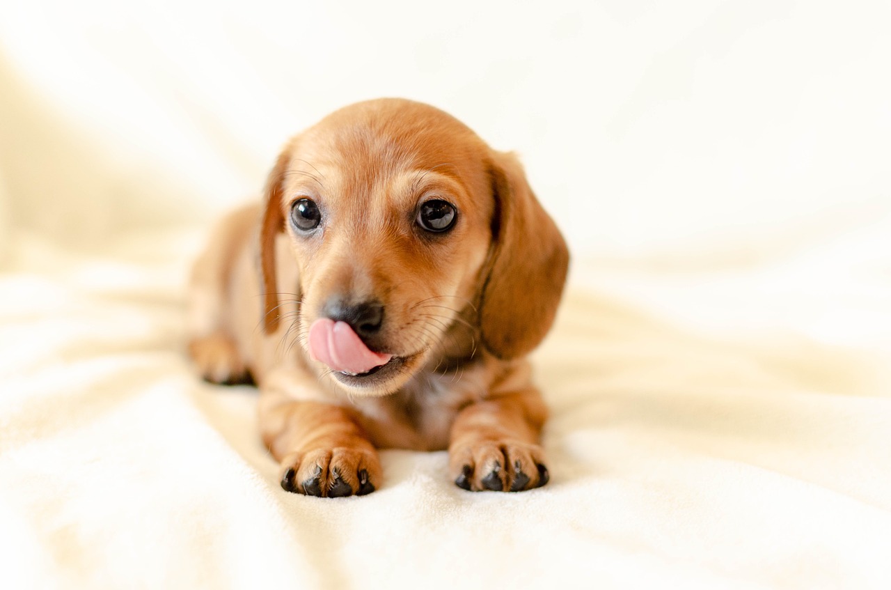 Welpenschule Mensch Hund Beziehung - Welpenschule